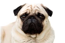 犬を家族に迎える前に